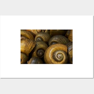 Apple Snails Posters and Art